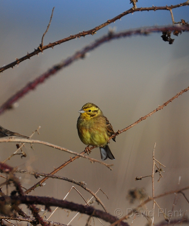 Yellowhammer - A.jpg - Yellowhammer - Gloucestershire